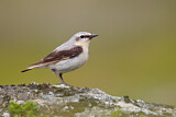 Image. Northern Wheatear