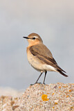 Image. Northern Wheatear