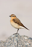 Image. Northern Wheatear