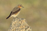 Image. Northern Wheatear