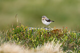 Image. Northern Wheatear