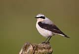 Image. Northern Wheatear