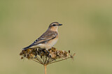 Image. Northern Wheatear