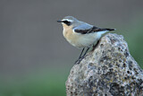 Image. Northern Wheatear