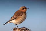 Image. Northern Wheatear