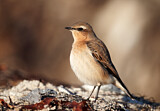 Image. Northern Wheatear
