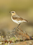 Image. Northern Wheatear