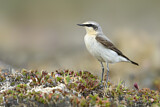 Image. Northern Wheatear