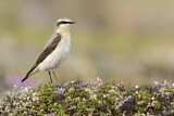 Image. Northern Wheatear