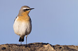 Image. Northern Wheatear