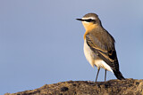 Image. Northern Wheatear