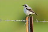 Image. Northern Wheatear