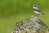 Image. Northern Wheatear