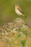 Image. Northern Wheatear