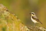 Image. Northern Wheatear