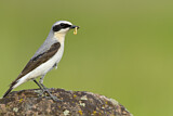 Image. Northern Wheatear