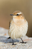 Image. Northern Wheatear