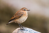Image. Northern Wheatear