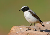 Image. Northern Wheatear