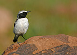 Image. Northern Wheatear