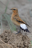 Image. Northern Wheatear