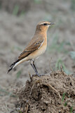 Image. Northern Wheatear