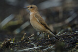 Image. Northern Wheatear
