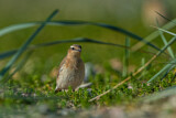 Image. Northern Wheatear
