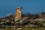 Image. Northern Wheatear