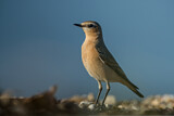 Image. Northern Wheatear