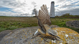 Image. Northern Wheatear