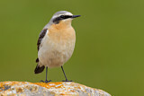 Image. Northern Wheatear