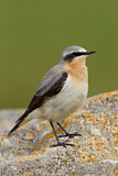 Image. Northern Wheatear