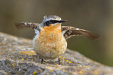 Image. Northern Wheatear