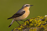 Image. Northern Wheatear