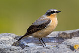 Image. Northern Wheatear