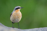 Image. Northern Wheatear
