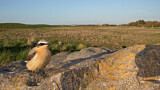Image. Northern Wheatear