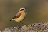 Image. Northern Wheatear