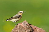 Image. Northern Wheatear