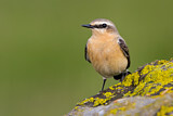 Image. Northern Wheatear