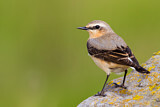 Image. Northern Wheatear