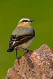 Image. Northern Wheatear