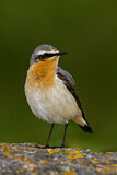Image. Northern Wheatear