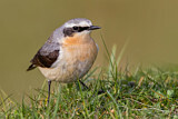 Image. Northern Wheatear