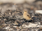 Image. Northern Wheatear