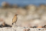 Image. Northern Wheatear