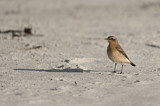 Image. Northern Wheatear