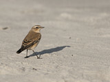 Image. Northern Wheatear