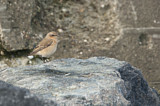 Image. Northern Wheatear